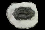 Coltraneia Trilobite Fossil - Huge Faceted Eyes #154339-2